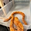 boa-constrictor-afgodslang-kaufen