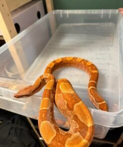boa-constrictor-afgodslang-kaufen