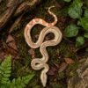 Hypo Jungle 66% Het Albino Kahl Boa Constrictor