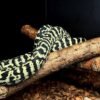 Morelia spilota cheynei Dschungelteppichpython