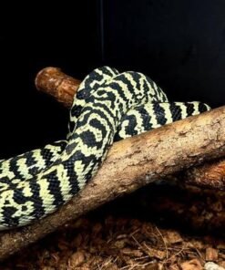 Morelia spilota cheynei Dschungelteppichpython