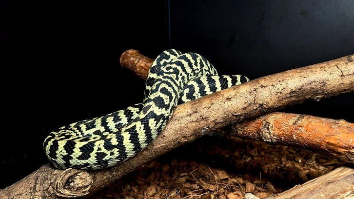 Morelia spilota cheynei Dschungelteppichpython