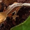 crested gecko kaufen