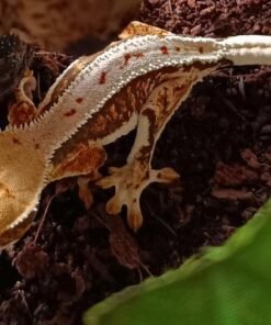 crested gecko kaufen