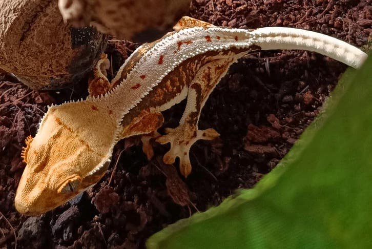 crested gecko kaufen