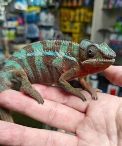 Furcifer pardalis kaufen