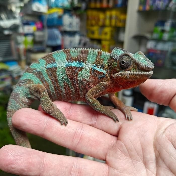 Furcifer pardalis kaufen
