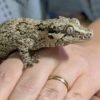 Gargoyle Gecko kaufen
