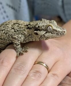Gargoyle Gecko kaufen