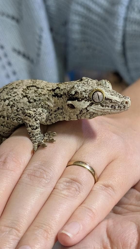 Gargoyle Gecko kaufen