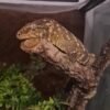 Leachianus Gecko Nuu Ami kaufen Deutschland