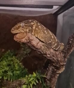 Leachianus Gecko Nuu Ami kaufen Deutschland