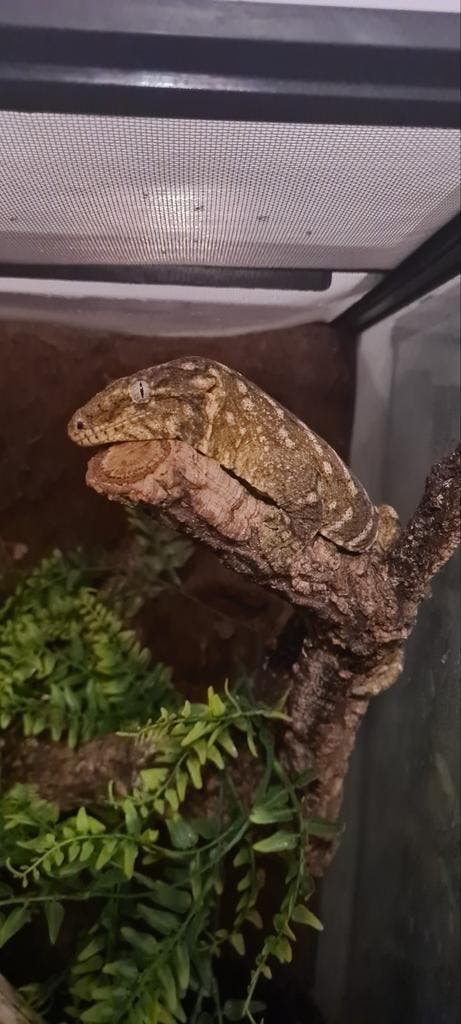 Leachianus Gecko Nuu Ami kaufen Deutschland