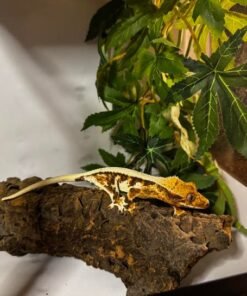 Lily White Wimpergekko kaufen