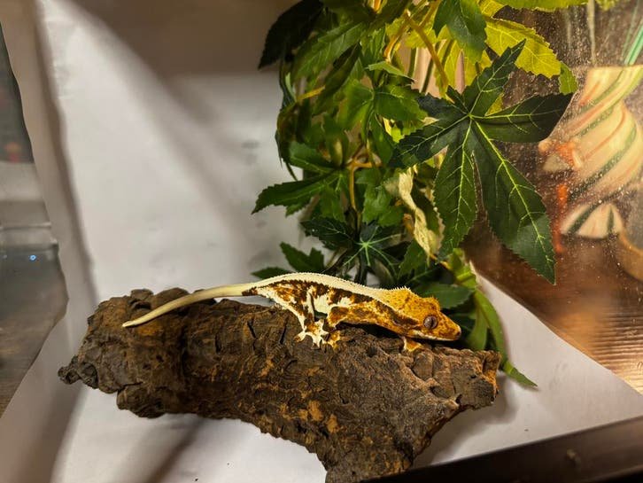 Lily White Wimpergekko kaufen