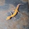 Luipaardgekko Tangerine Tremper Albino kaufen