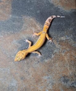 Luipaardgekko Tangerine Tremper Albino kaufen