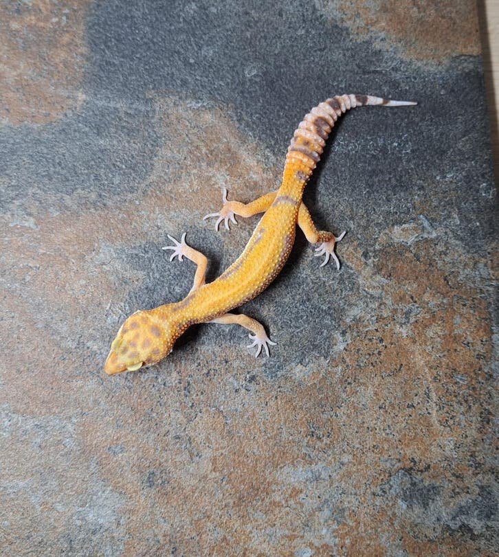 Luipaardgekko Tangerine Tremper Albino kaufen