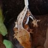 Wimpergekko Lillywhite LW kaufen Deutschland