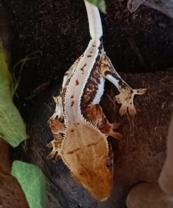 Wimpergekko Lillywhite LW kaufen Deutschland