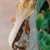 Wimpergekko Lillywhite kaufen Deutschland