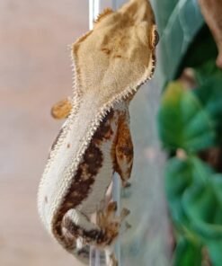Wimpergekko Lillywhite kaufen Deutschland