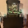 Wimpergekko Paludarium Set kaufen Deutschland