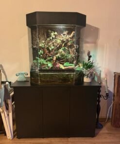 Wimpergekko Paludarium Set kaufen Deutschland