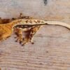 Wimpergekko Tricolor kaufen Deutschland