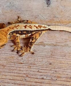Wimpergekko Tricolor kaufen Deutschland