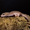 Luipaardgekko Eublepharis macularius kaufen
