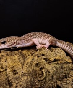 Luipaardgekko Eublepharis macularius kaufen