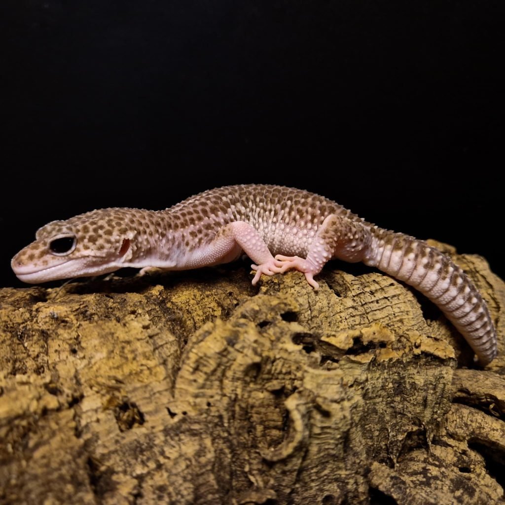 Luipaardgekko Eublepharis macularius kaufen